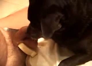 Huge dick gets orally pleased by a kinky doggie