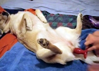 The pussy of a molten dog gets screwed with a lovemaking toy