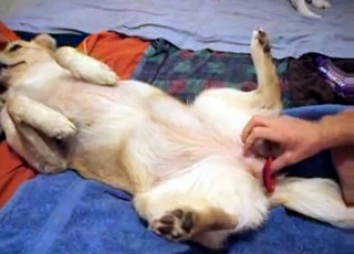The pussy of a molten dog gets screwed with a lovemaking toy