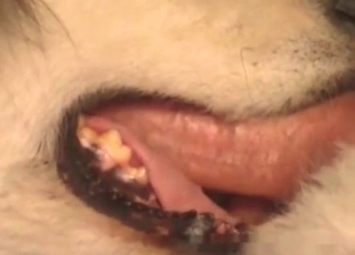 Sexy girl is sucking her doggy's big boner