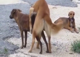 Zoo porn scene with a bunch of animals, SO hot