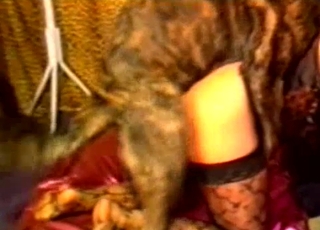 Angry black doggy drills my lusty wife