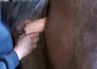 Passionate man shoves a huge toy in the ass of a horse