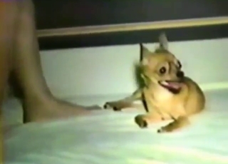 Fairly taboo and fairly fucked-up small dog vid