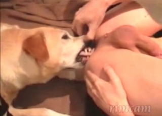 Dogs love licking anuses
