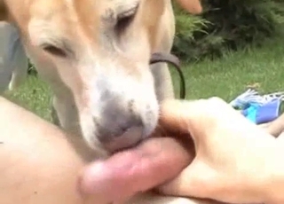 Cute dog licks my loaded rock-hard weenie