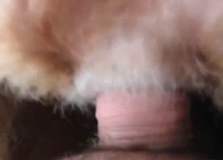 Slowly shoving my cock in tight dog anus