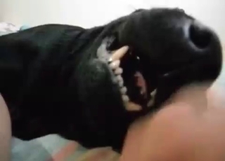Point of view oral with a very passionate doggo