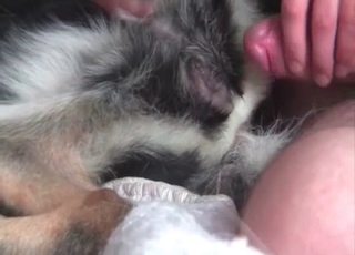 Attempting to fuck that hairy dog