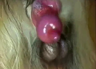 Cute puny immense dick of a lovely doggy