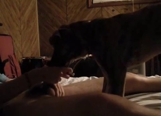 Dog licks and sucks a real masculine dick