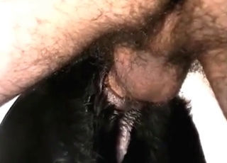 Dog has rough anal pounding
