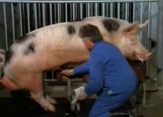 Two pigs have unbelievable doggy style sex