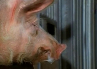 Two pigs have unbelievable doggy style sex