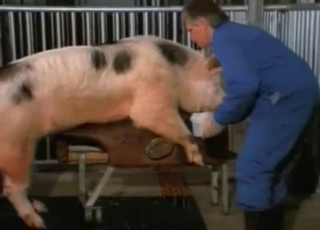 Two pigs have unbelievable doggy style sex