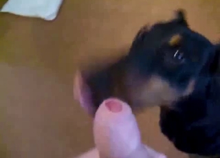 Cumming on the face of my hot doggy