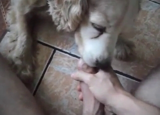 Bj for a zoophile by a lovely doggo