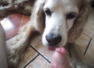 Bj for a zoophile by a lovely doggo