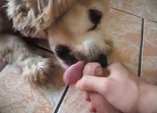 Bj for a zoophile by a lovely doggo