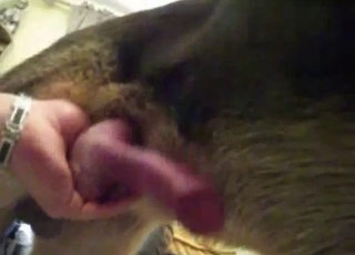 Intense gay anal sex with a big-dicked dog