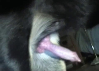 Big black dog fucked her tight wet cooter