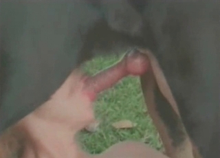Pair of sluts are giving oral to a crazy doggo