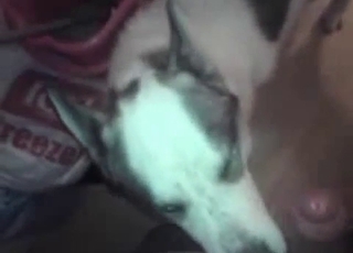 Greedy doggy slurps a wiener