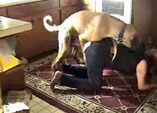 Beautiful dog fucked her wet hole
