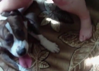 Teasing an already crazy dog