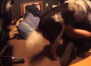 Big spotted dog nicely pounds my wife