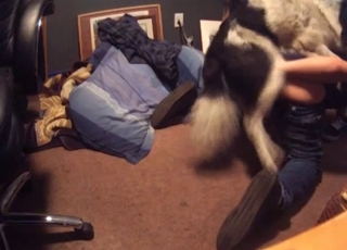 Big spotted dog nicely pounds my wife