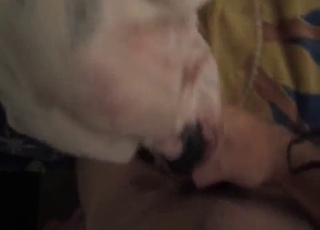 Spotted dog is fucked hard in a missionary position