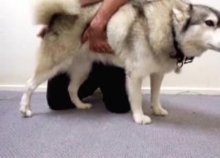 Beauty white doggy and perverted male