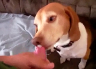 Spotted dog fellates my loaded boner