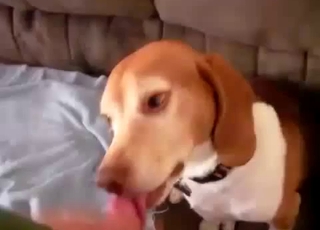 Spotted dog fellates my loaded boner
