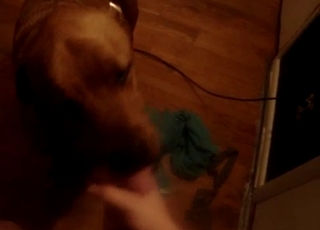 Playful doggy licks my dick with passion