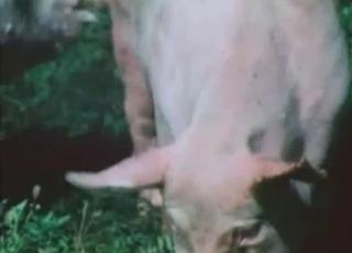 Pigs are fucking nice in doggy style