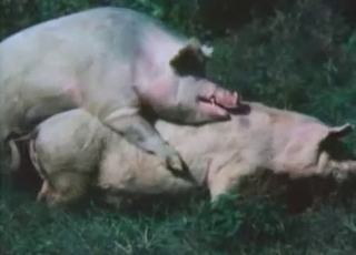 Pigs are fucking nice in doggy style