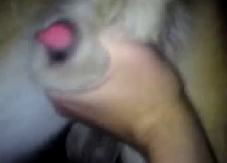 Close-up showcase of dog's hot cum