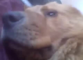 Brown doggy anus got punctured from behind