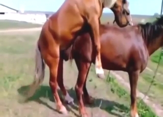 Fucked a mare and enjoyed a nice gape sesh