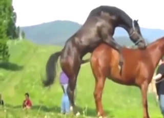 Fucked a mare and enjoyed a nice gape sesh