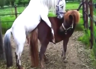 Fucked a mare and enjoyed a nice gape sesh