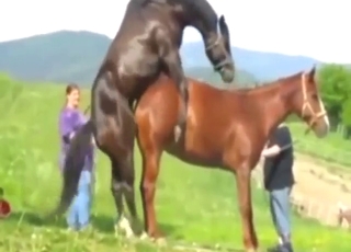 Fucked a mare and enjoyed a nice gape sesh
