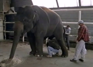 Jerking a massive dick of a real elephant