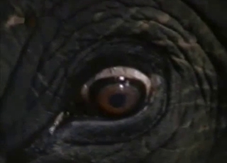Jerking a massive dick of a real elephant