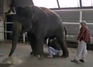 Jerking a massive dick of a real elephant