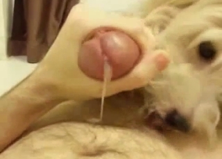 Dog with pretty eyes gives head in POV
