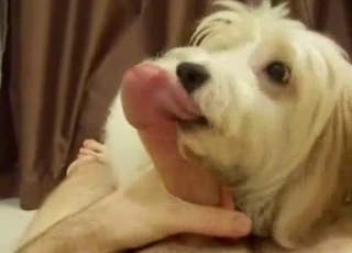 Dog with pretty eyes gives head in POV