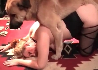 Skillful doggy smashes like a pro